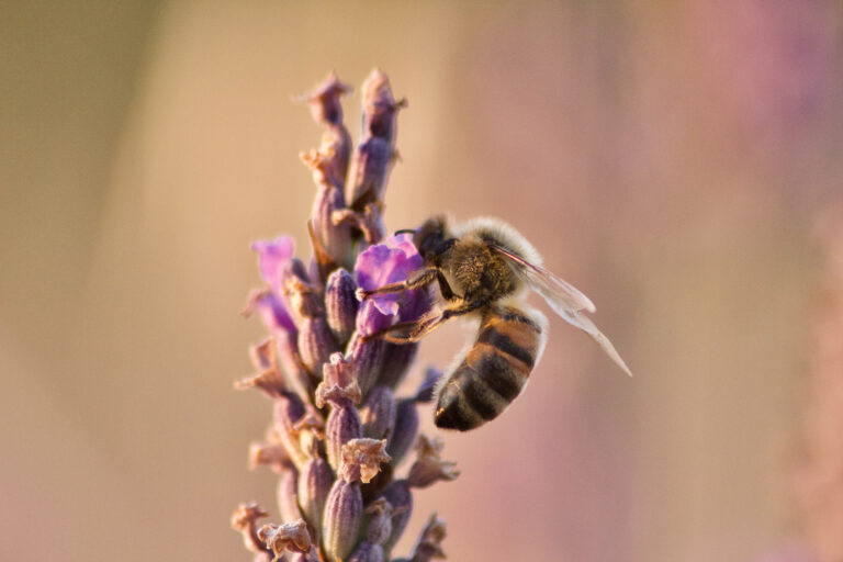 vagabunda© abeille butine