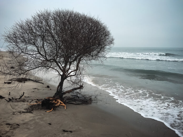 vagabunda© arbre plage