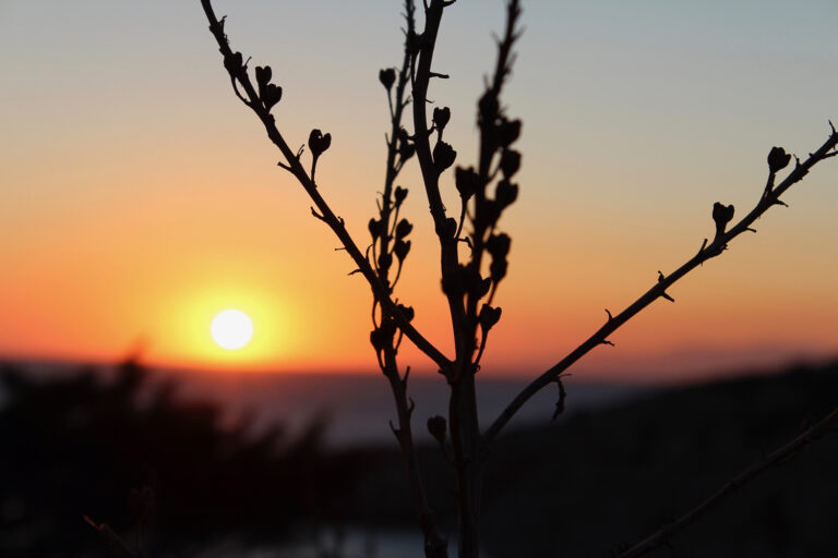 vagabunda© plante coeur sunset